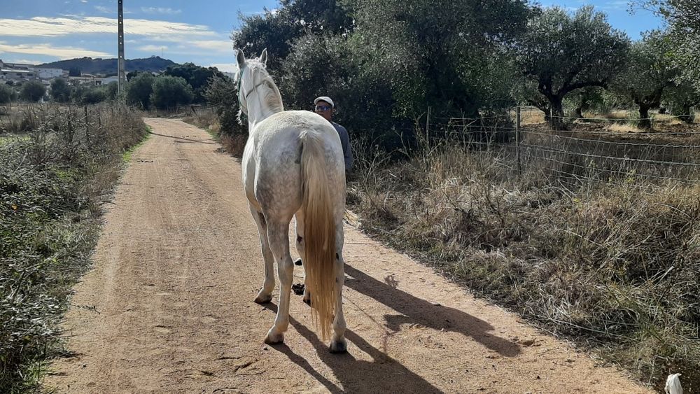 Vendo ou troco égua muito mansa