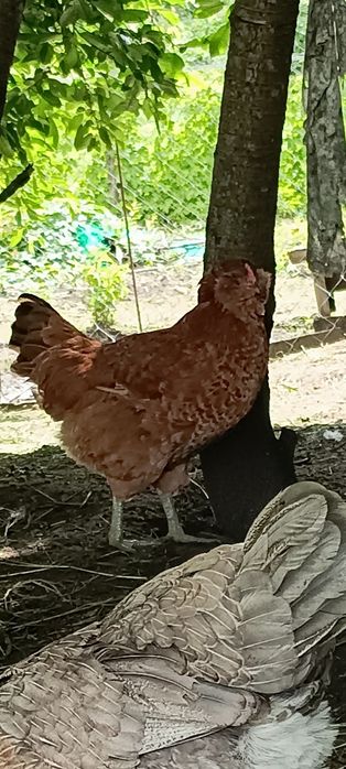 Куры Амераукан семья , продам