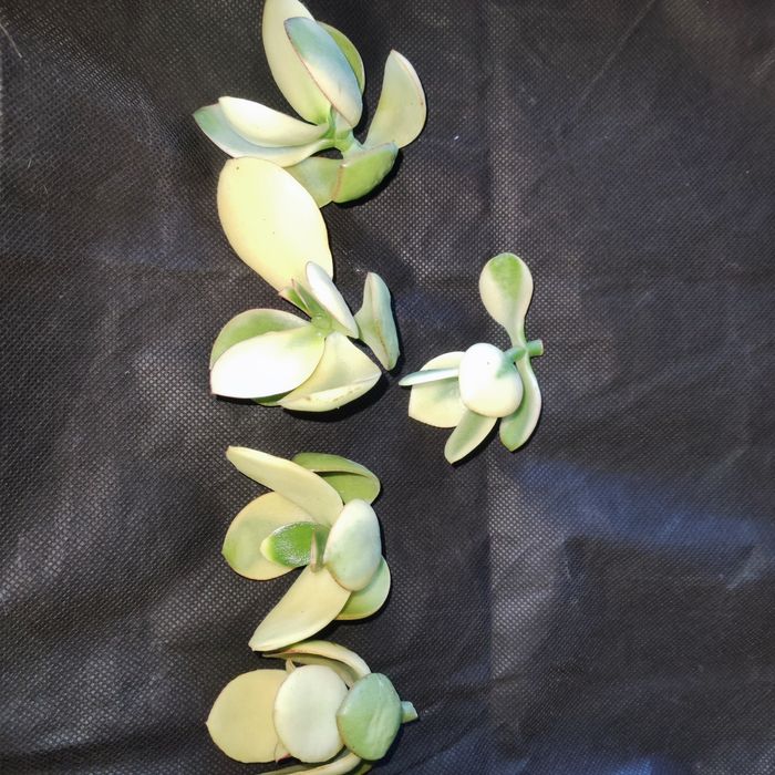 Продаж crassula різні