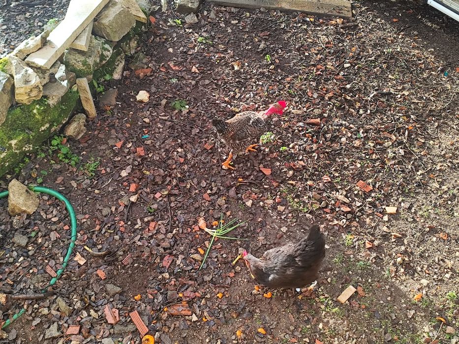 Frangos galos cruzados pedrês machos