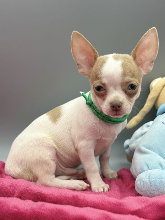 Chihuahua *piesek*