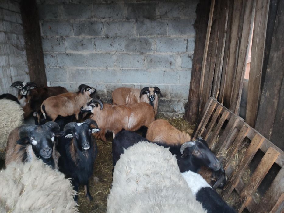 Baranki baranina jagniecina