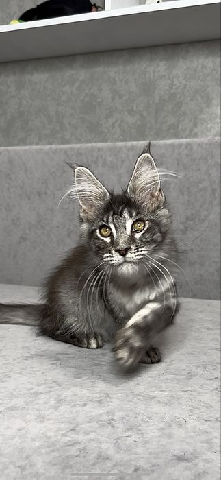 Харизматична дівчинка мейнкун чорний мармур на сріблі