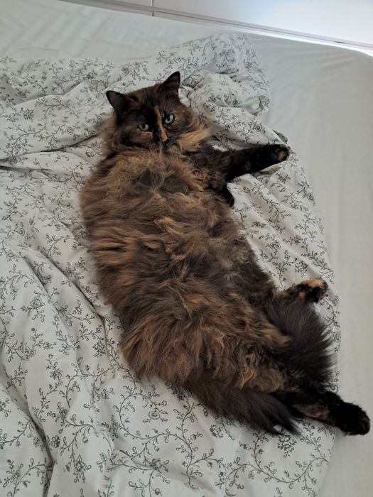 Zaginęła kotka Fox nagroda 3000 zł