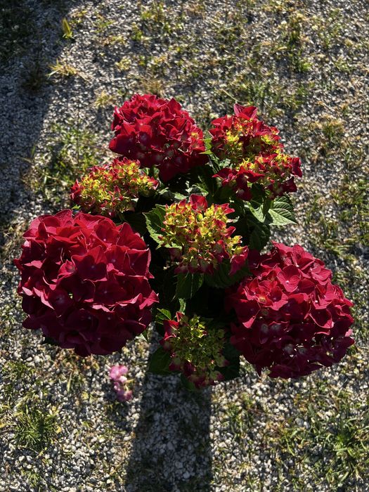 Plantas de flor em vaso