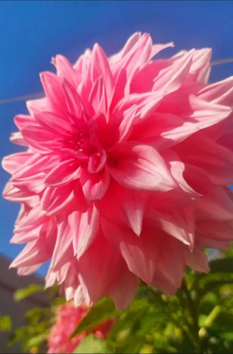 Жоржини хризантеми георгіни корінь