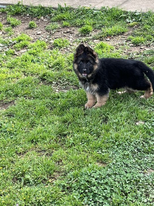 Pastor alemão qualidade