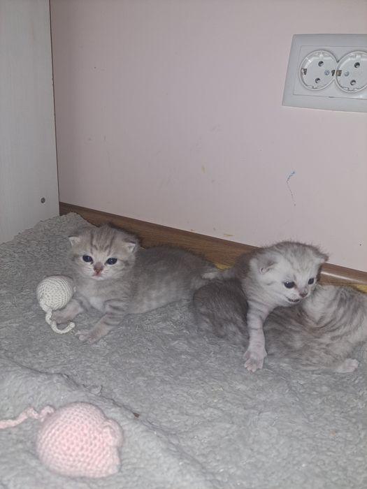 Кошенята срібної шиншили