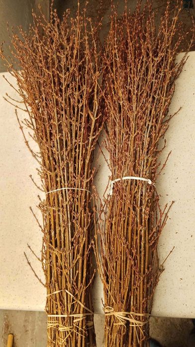 Forsycja wielkanocna