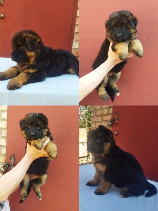 ТОП крови. Девочки Д. Ш. КСУ FCI