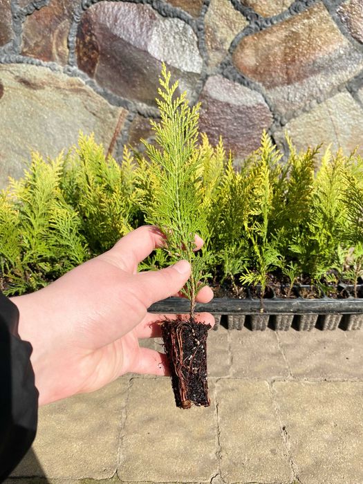 Даніка ГОЛАНДІЯ Магнолія Смарагд Міріам Брабант Хіксі Хіллі Фотінія