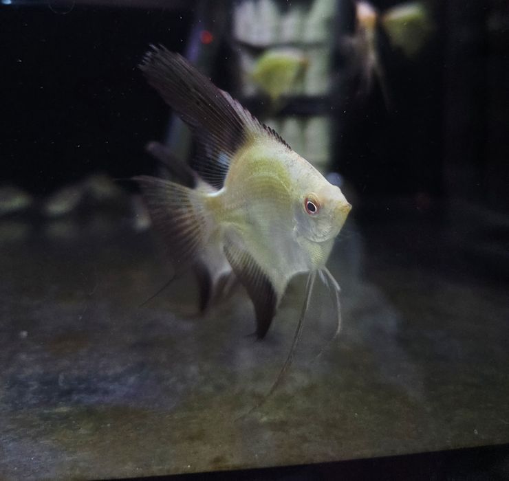 Skalar bulgarian green