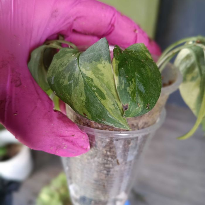 monstera mayuna variegata-sadzonki wstępnie ukorzenione