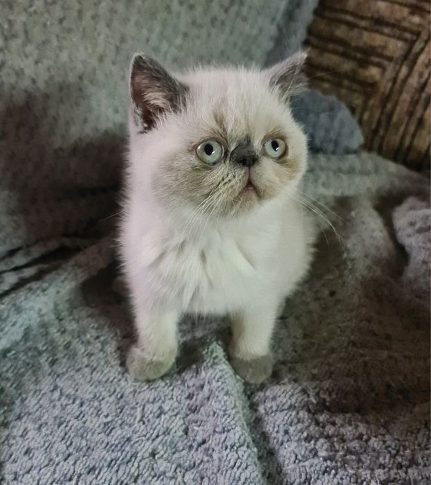 Кішечка екзотик.