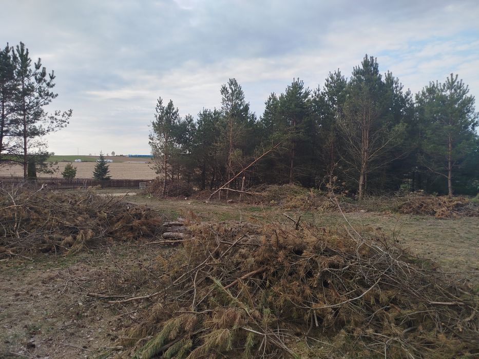 Gałęzie na zrębki