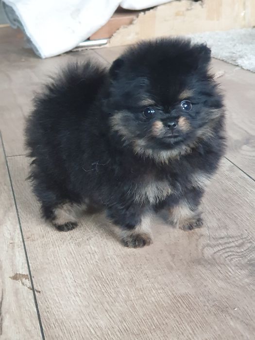 Szpic miniaturowy pomeranian/Malutka laleczka