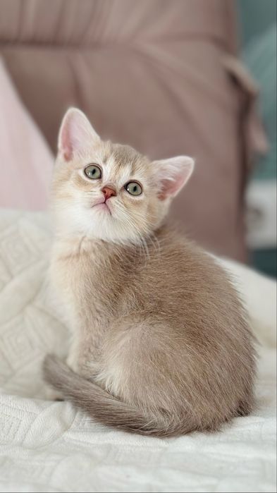 Осінні антидеприсанти