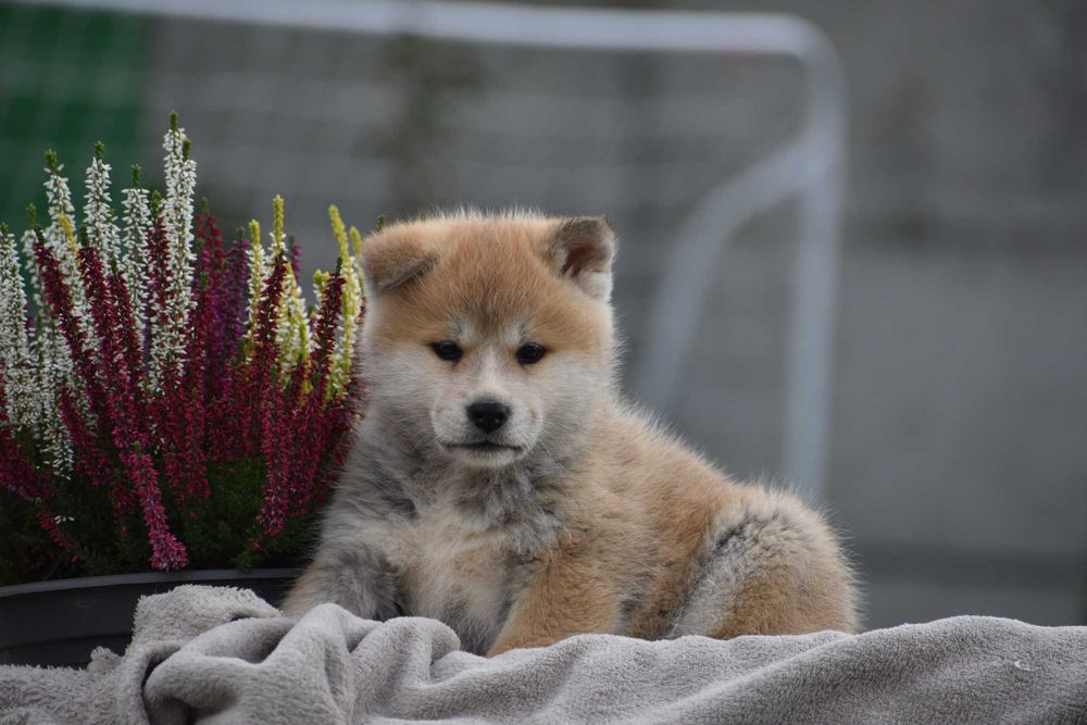 Akita Inu, Akita Japońska - FCI/ZKwP - Suczka