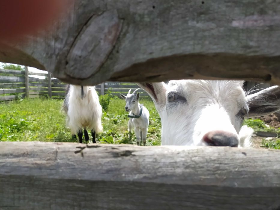 КОЗЕНЯТА хлопчики  продам 3 місяці