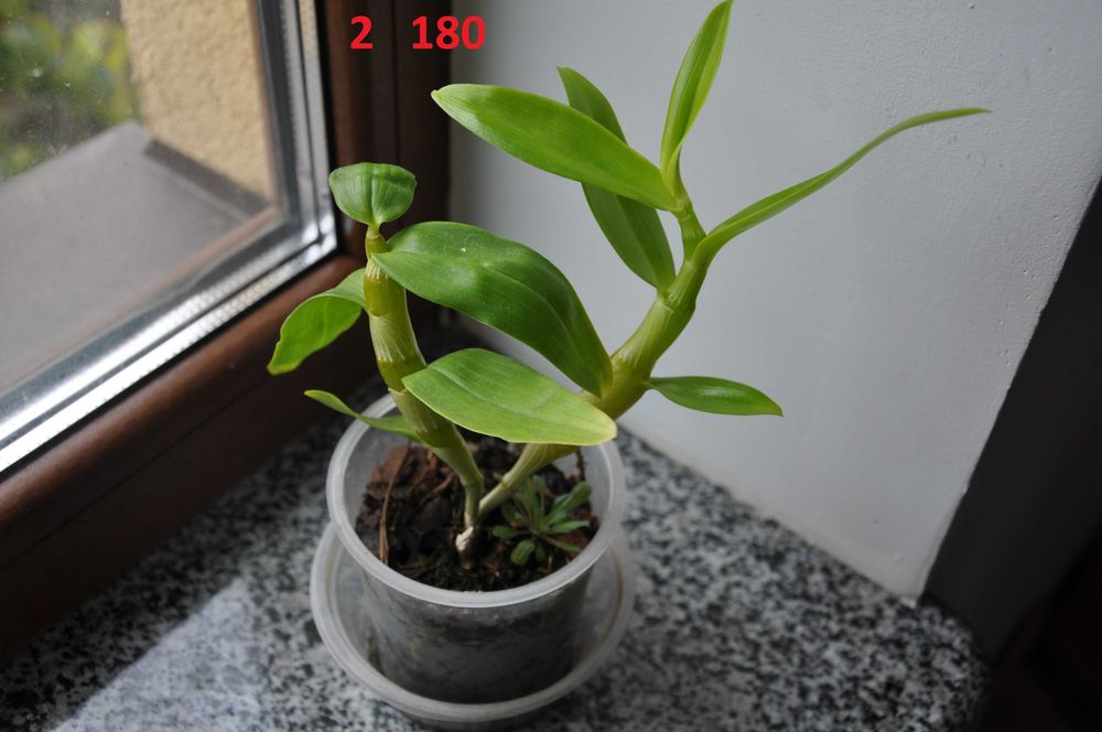 Дендробиум Dendrobium