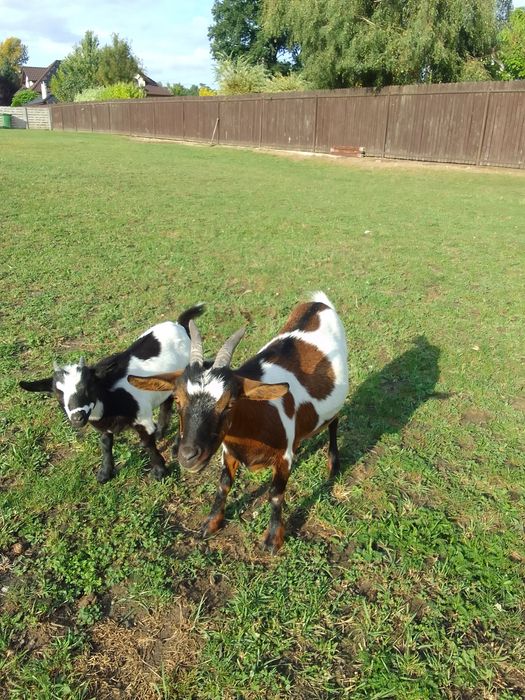 Koza miniaturka sprzedam