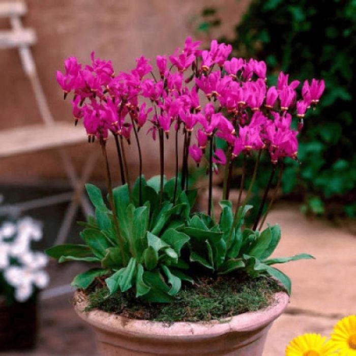 Зефірантес,лікорис і різні другі рослини