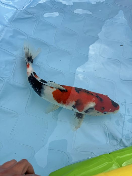 Carpa koi showa .