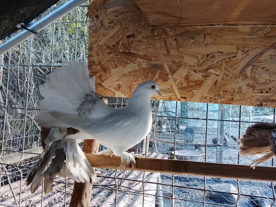 Pombos de leque indiano