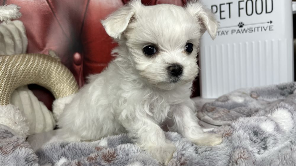 Мальтійська болонка (шоу-клас) – цуценята з документами