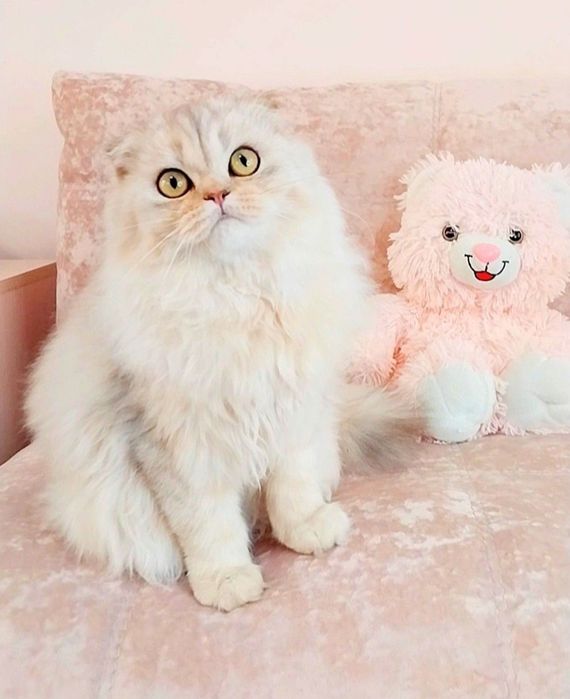 Чудо хлопчик Срібний красунчик шотландик Скотіш Фолд