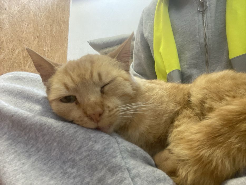 Starsza kotka do adopcji ZE SCHRONISKA