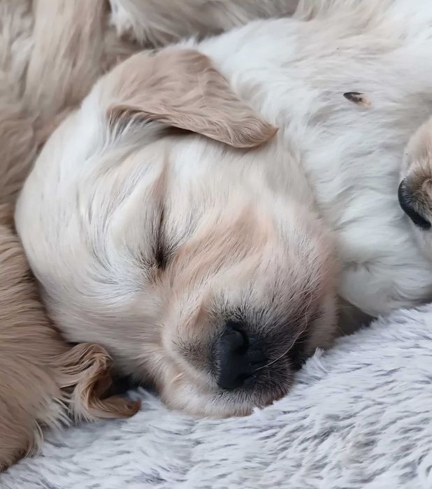 GOLDEN retriever suczka szczeniak szczepiony domowy