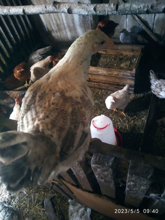 продам курчата гусята качата