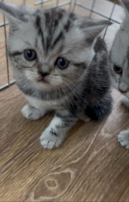 Шотландські прямовухі кошенята у мармуровому забарвленні