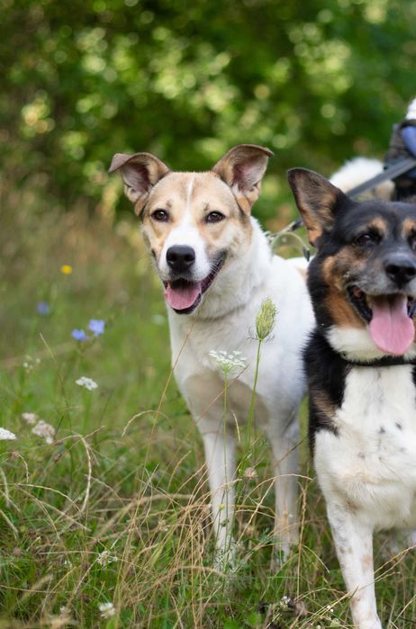 Чудова Мілка дуже довго чекає свою сім'ю. Живе в притулку.