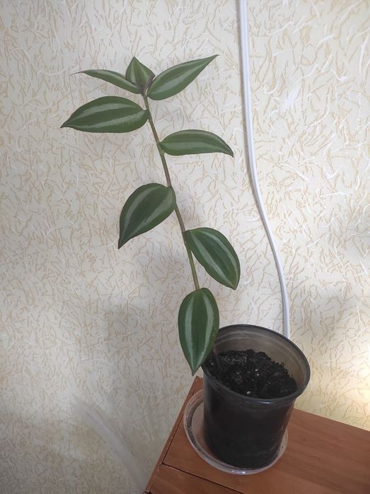 Традисканция комнатное растение