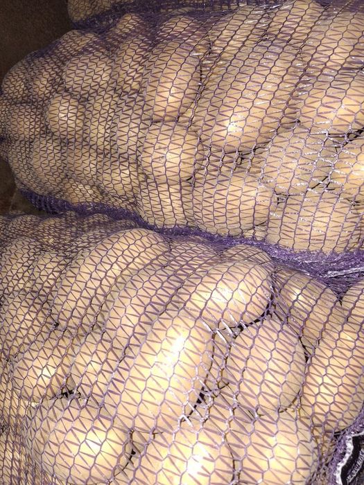 продам картоплю домашню