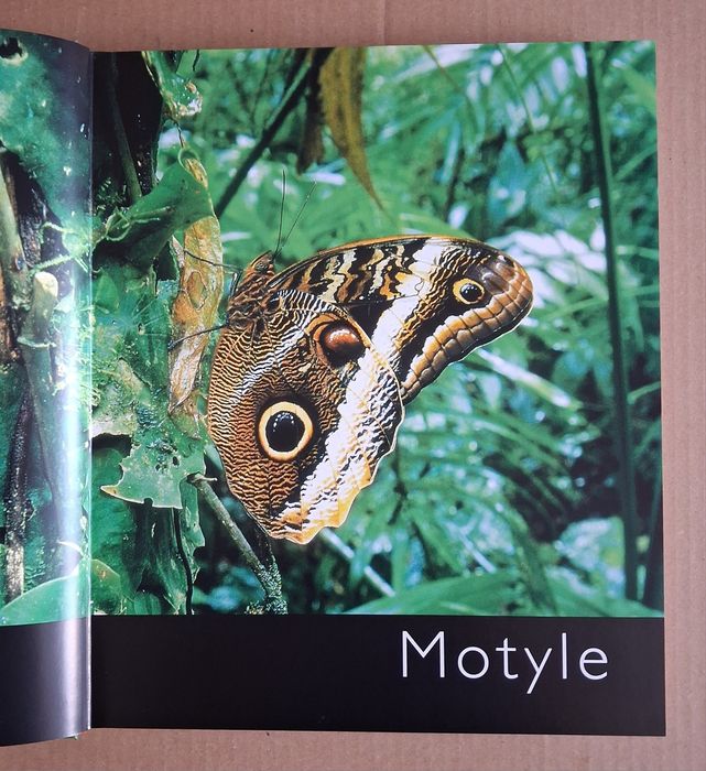 Motyle.   Thomas Marent.