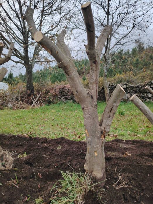 Oliveiras para jardim