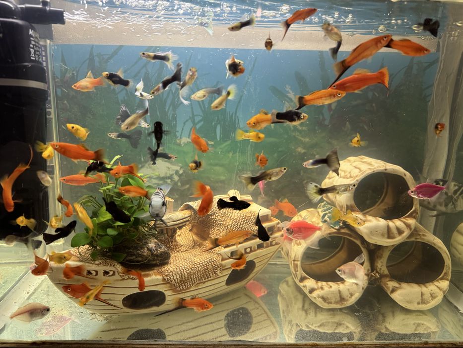 Продаються рибки