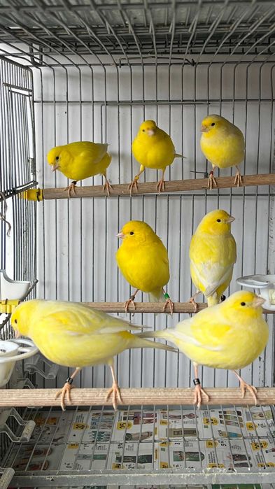 Canários Amarelos Machos e Fêmeas (Intensos e Nevados) - Anilhados