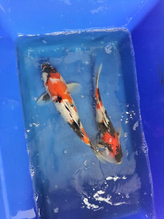 Karpie koi japonskie