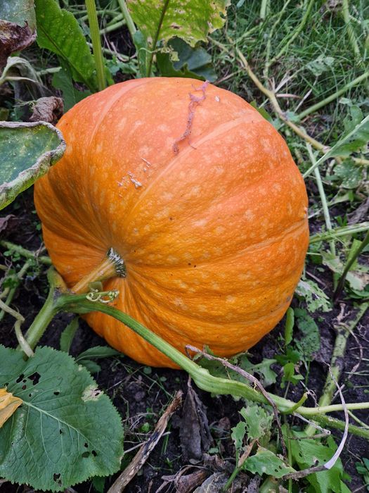 Dynia z przydomowego ogródeczka