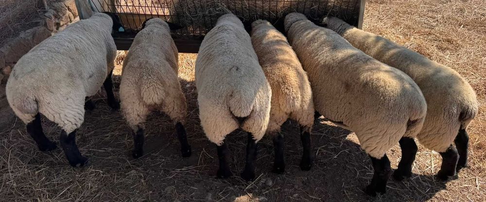 Ovelhas Suffolk com certificado