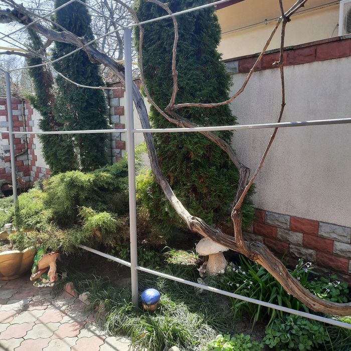 Сдам  дом Фонтанке 2 ,отдельно стоящий гостевой домик