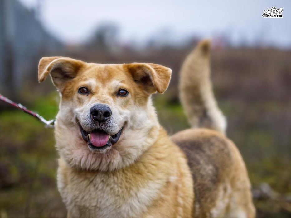 Dorian – 6 lat w schronisku, wciąż czeka na swój pierwszy dom