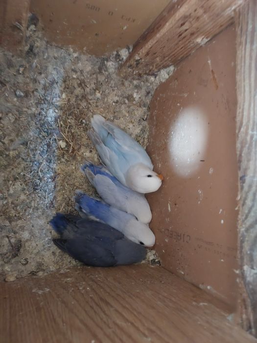 Sprzedam Aleksandretty Obrożne