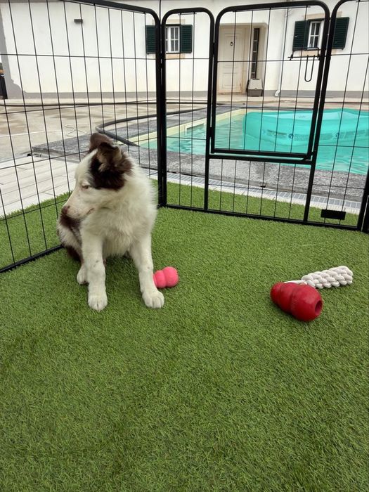 Border collie chocolate top