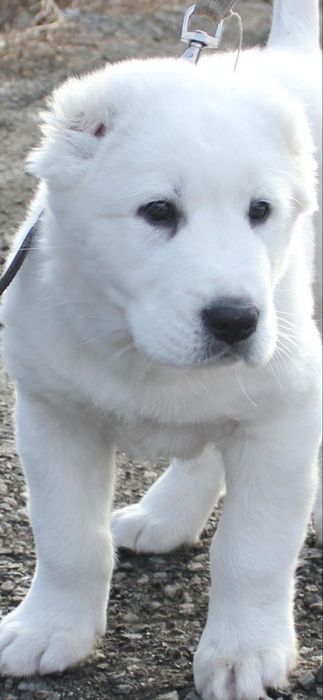 Цуценята Середньоазіатської вівчарки .