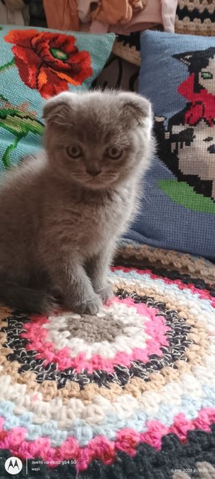 шотландські котики висловухі